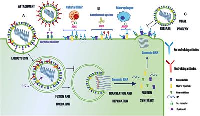 Frontiers | Protective Antibodies Against Influenza Proteins